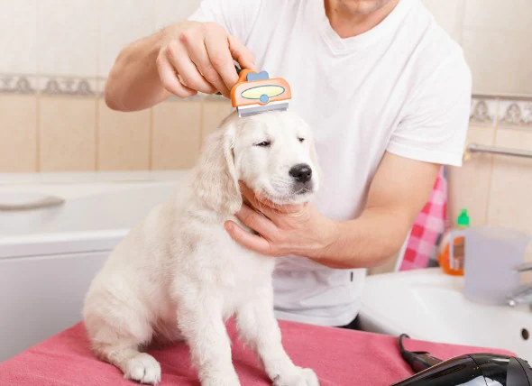 PET GROOMING 